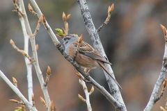 Emberiza godlewskii