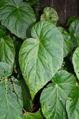 Begonia chuyunshanensis
