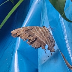 Amathusia phidippus