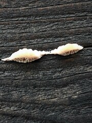 Neoantrodia serialis