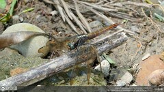 Orthetrum pruinosum