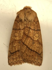 Pyreferra hesperidago