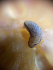 Arion intermedius