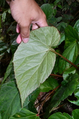 Begonia chuyunshanensis