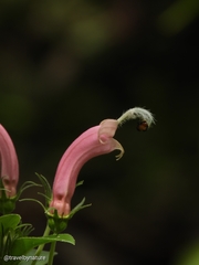 Centropogon cornutus