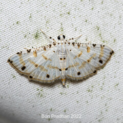 Pycnarmon cribrata