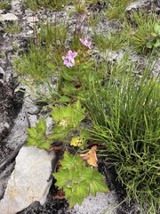 Pelargonium cucullatum strigifolium