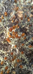 Gnaphalieae