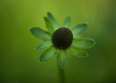Rudbeckia occidentalis