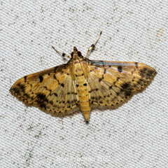 Herpetogramma cynaralis