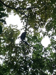 Alouatta pigra