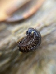 Glomeris tetrasticha