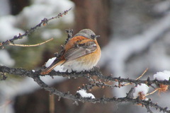 Phoenicurus erythronotus