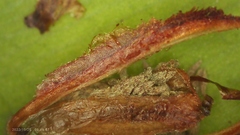 Xyris laxifolia iridifolia
