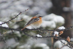 Phoenicurus erythronotus