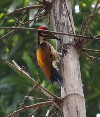 Dinopium benghalense