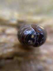 Glomeris tetrasticha