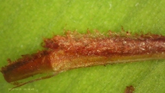 Xyris laxifolia iridifolia