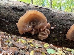 Auricularia auricula-judae