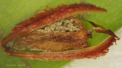 Xyris laxifolia iridifolia
