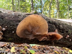 Auricularia auricula-judae