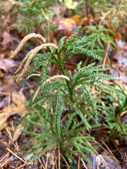 Lycopodiales