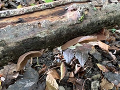 Auricularia auricula-judae