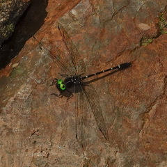 Gomphomacromia fallax