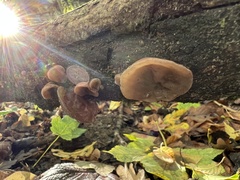 Auricularia auricula-judae