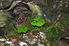 Ligularia stenocephala
