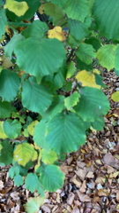Corylus avellana
