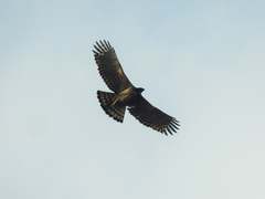 Nisaetus nipalensis