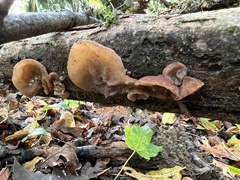Auricularia auricula-judae