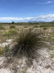 Thamnochortus erectus