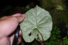 Ligularia stenocephala