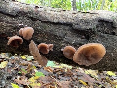 Auricularia auricula-judae