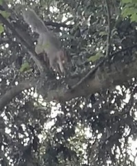 Sciurus carolinensis