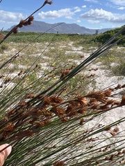 Thamnochortus erectus