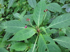 Impatiens devolii
