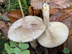 Pholiota lenta