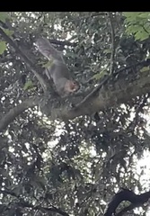 Sciurus carolinensis