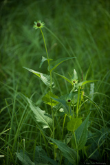 Rudbeckia occidentalis