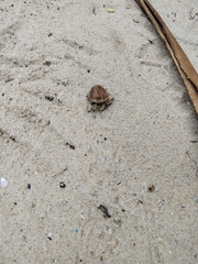 Coenobita