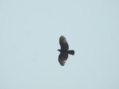 Nisaetus nipalensis