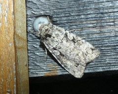 Anaplectoides pressus