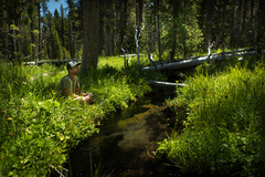 Rudbeckia occidentalis