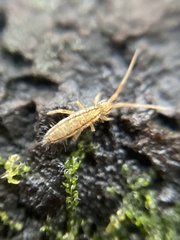Orchesella flavescens