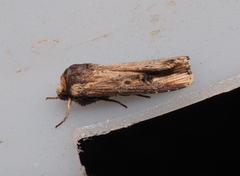 Axylia putris