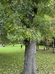 Fraxinus excelsior