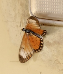 Acraea serena